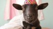 Birthday Goat Celebrates in Style