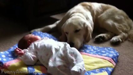 Amazing Dogs Protecting Babies