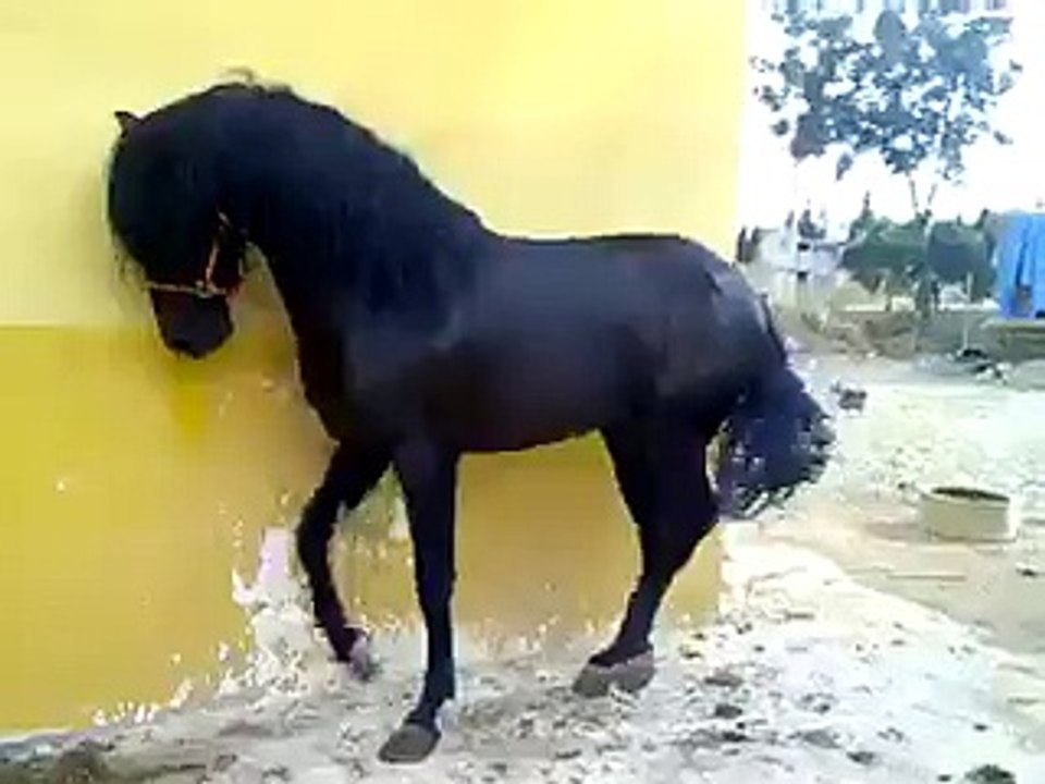 Beautiful Black Dancing Horse