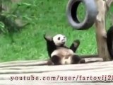 BEST OF DANCING ANIMALS...................Top 5  2015 The Best Funny Animal Video videos