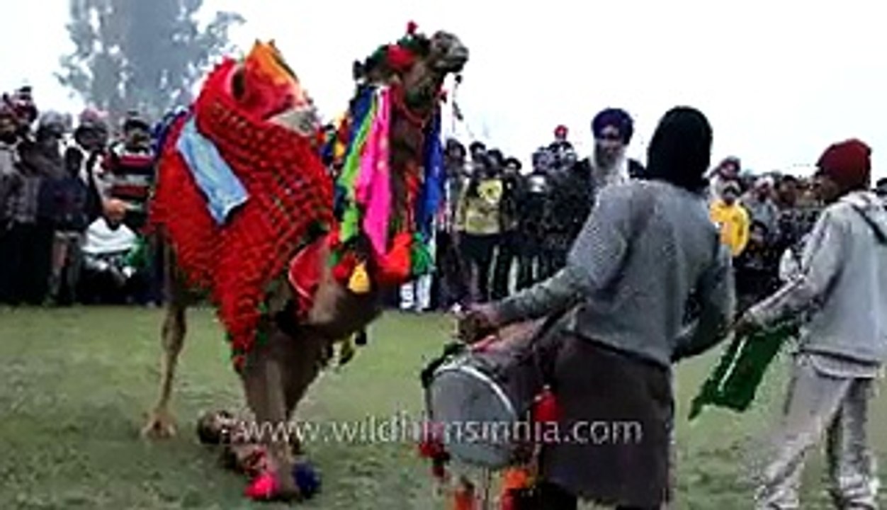 Decorated camel dancing on dhol beats