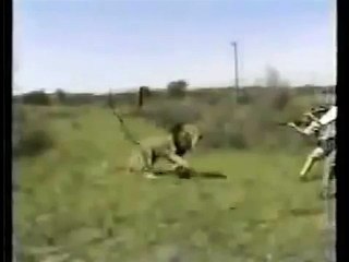 Lion Attacks Man (Horrific Lion Attack!)