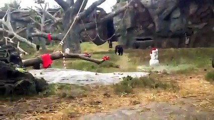 Chimpanzee Holiday Celebration at the Houston Zoo