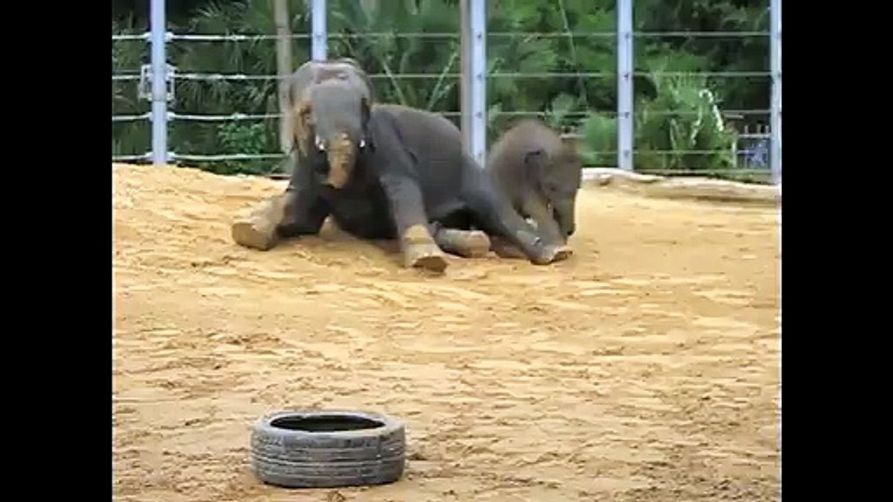 Baylor and Tucker's Playtime