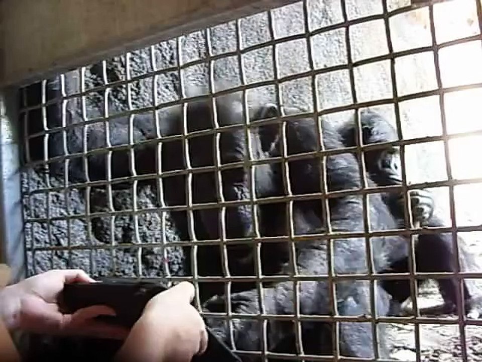 Lulu the Chimpanzee Playing Piano on an iPad!