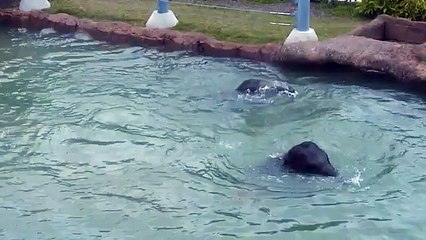 Baby Elephants Tupelo and Baylor Play in the Pool