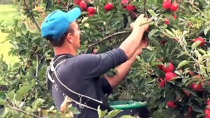 It's summer time on Boxford Farm and the orchards are bursting with apples