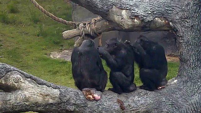 Chimpanzees Grooming Each Other