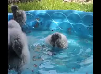 Flamingos in the swimming pool