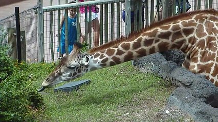 Houston Zoo Giraffes Stretch for Food!