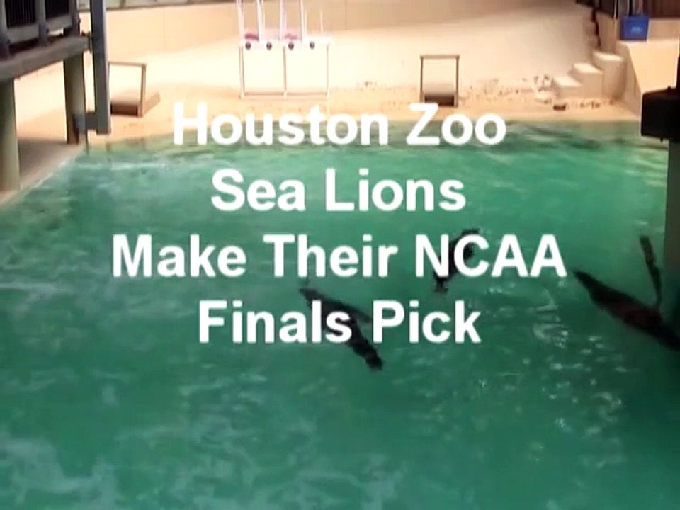 Houston Zoo Sea Lions Pick NCAA Division 1 Men's Basketball Championship Team