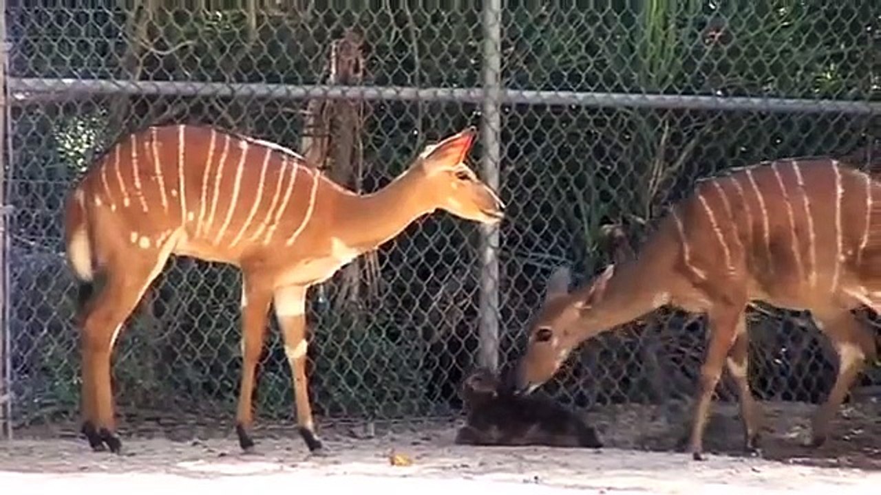 Nyala Newborn Named Noah!