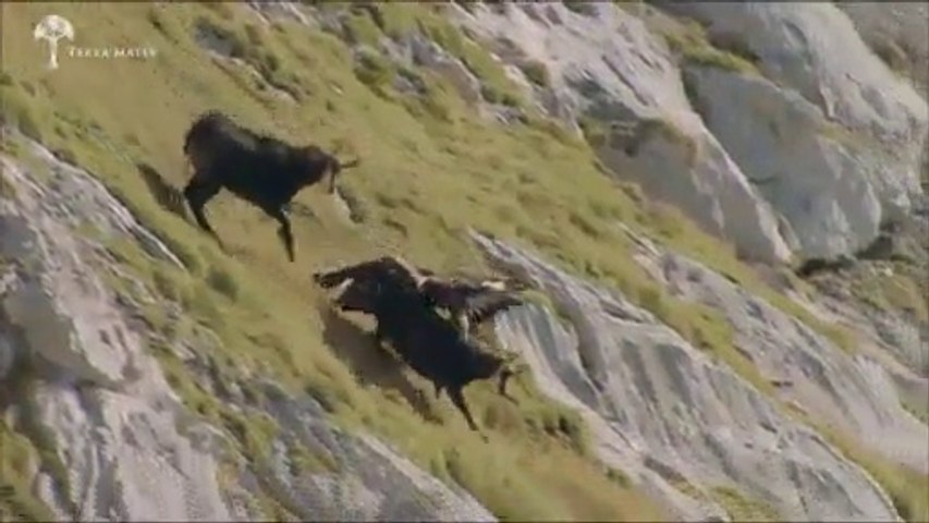 Amazing attack of an eagle on deer