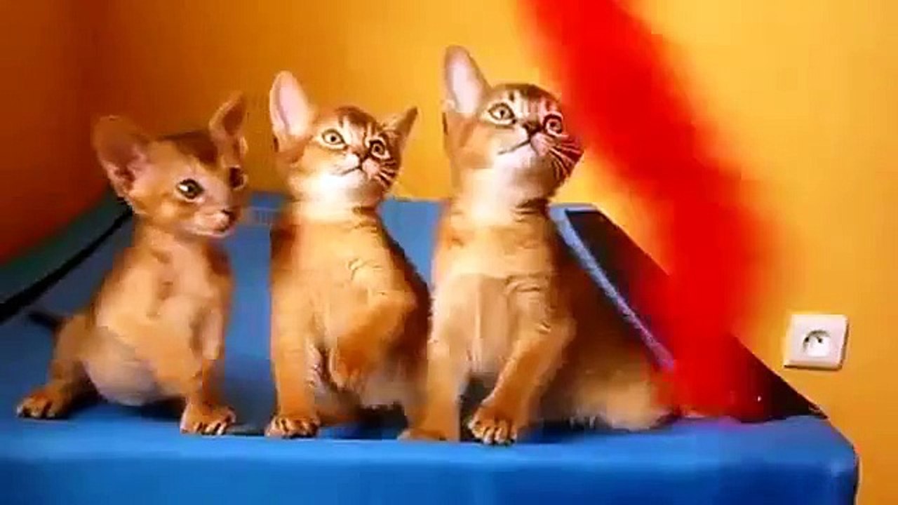 Шустрые абиссинские котята!