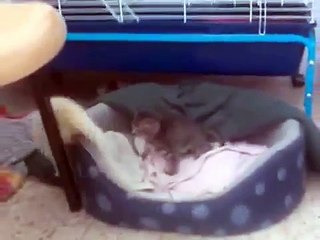 Шустрый хорек играет с котенком