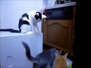 Le chat qui sème la zizanie