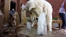 Ultimate dog tease: Dog eating water - please share.