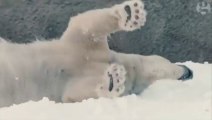 San Diego polar bears have surprise snow day