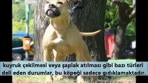 Kangal Köpeğimi Pitbull mu..SİZCE HANGİSİ DAHA GÜÇLÜ !!-1