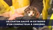 Un chaton sauvé in extremis d'un compacteur à ordures