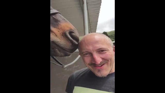 Horse Has A Field Day On Bald Man s Scalp