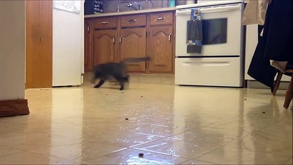 Smartest Cats EVER funny