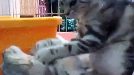 Cat giving a cat a neckrub