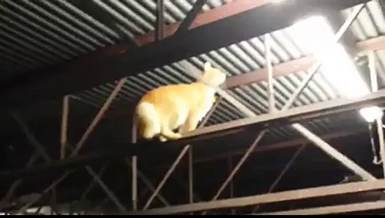 Cat in Garage