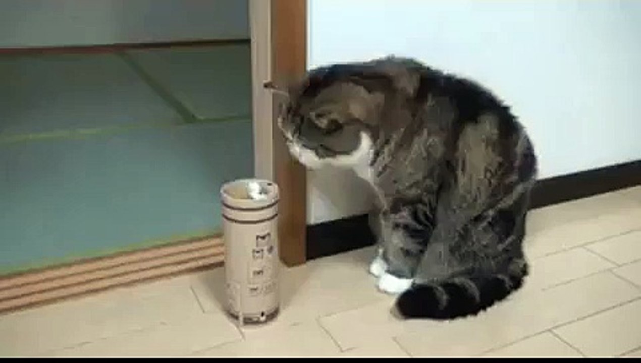 Cat like reflexes