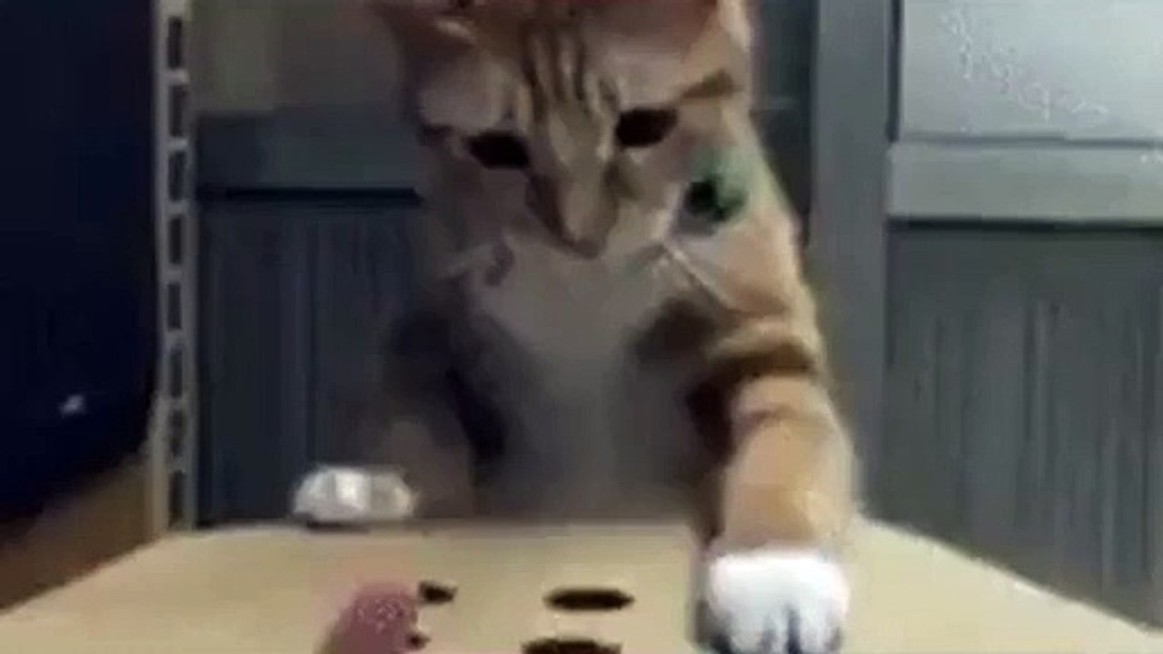 Cat thinks it can win the game