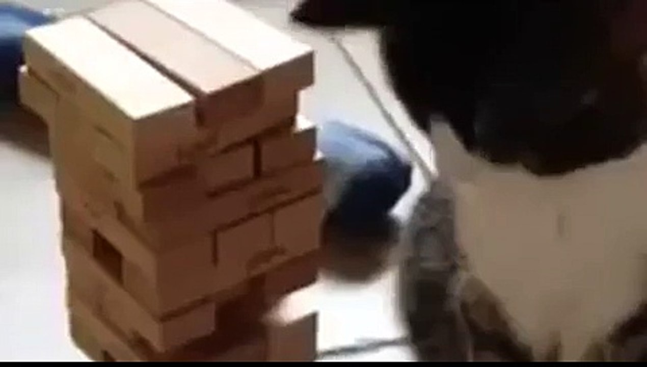 Jenga cat