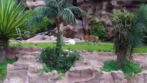 White Tiger and Bengal Tiger ll super video