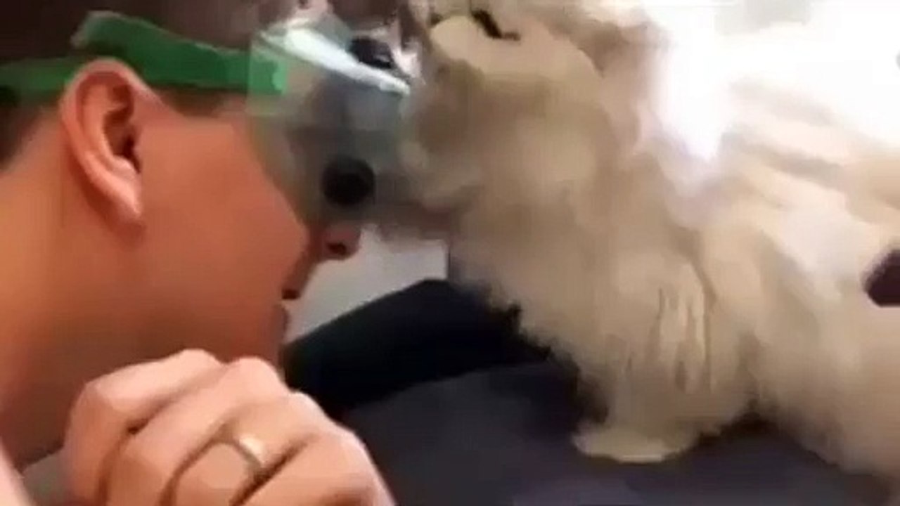 We need armour against our devil cat