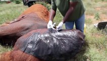 In the field treatment of elephant targeted by poachers