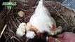 Hen Mother teaches newborn Chicken how to eat