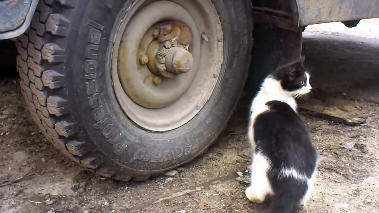 Tom et Jerry en vrai