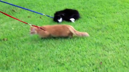 Sahibiyle İnatlaşan Kedi...