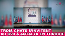 Trois chats s'invitent au G20 à Antalya en Turquie ! À découvrir tout de suite dans la minute chat #75