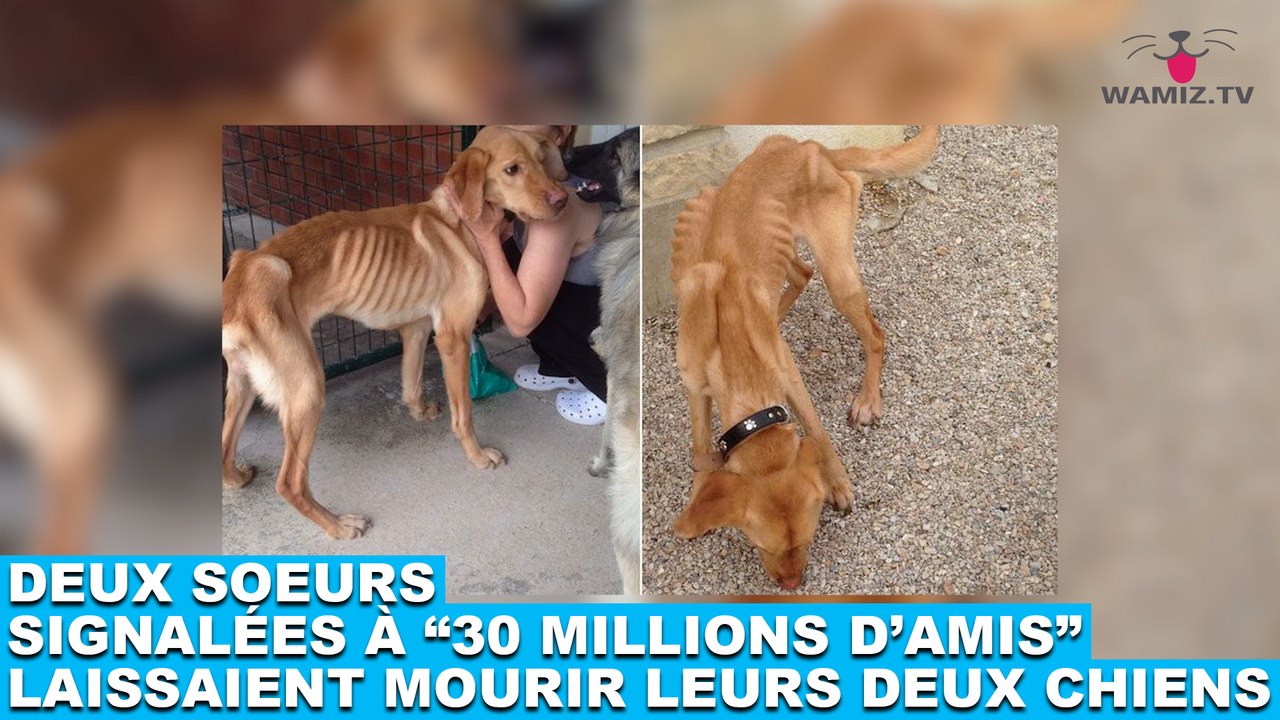Deux soeurs signalées à "30 millions d'amis" laissaient mourir de faim leurs deux chiens. L'histoire dans la minute chien #75