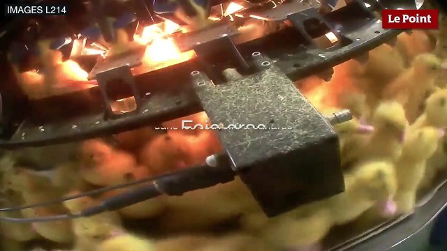 Exclusif – Foie gras : dans les couvoirs à canards