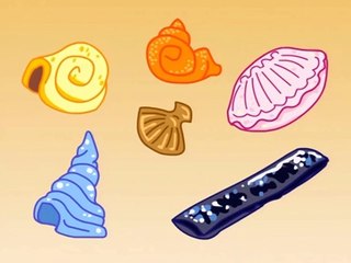 How Are Shells Formed