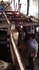 Un homme filme des vaches