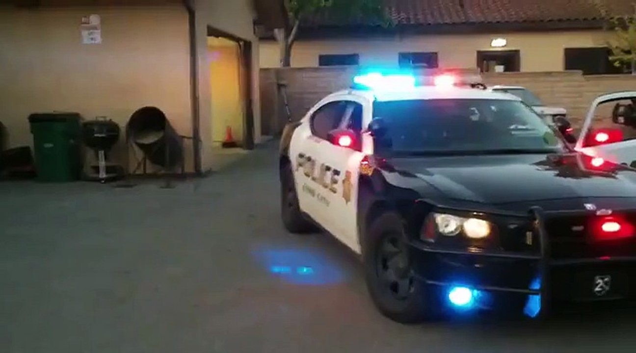 perro policia