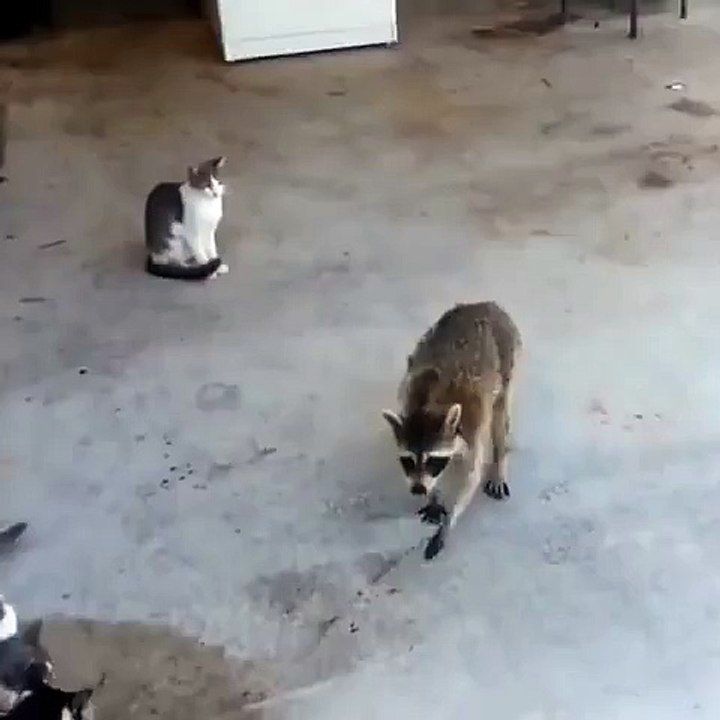 puto amo