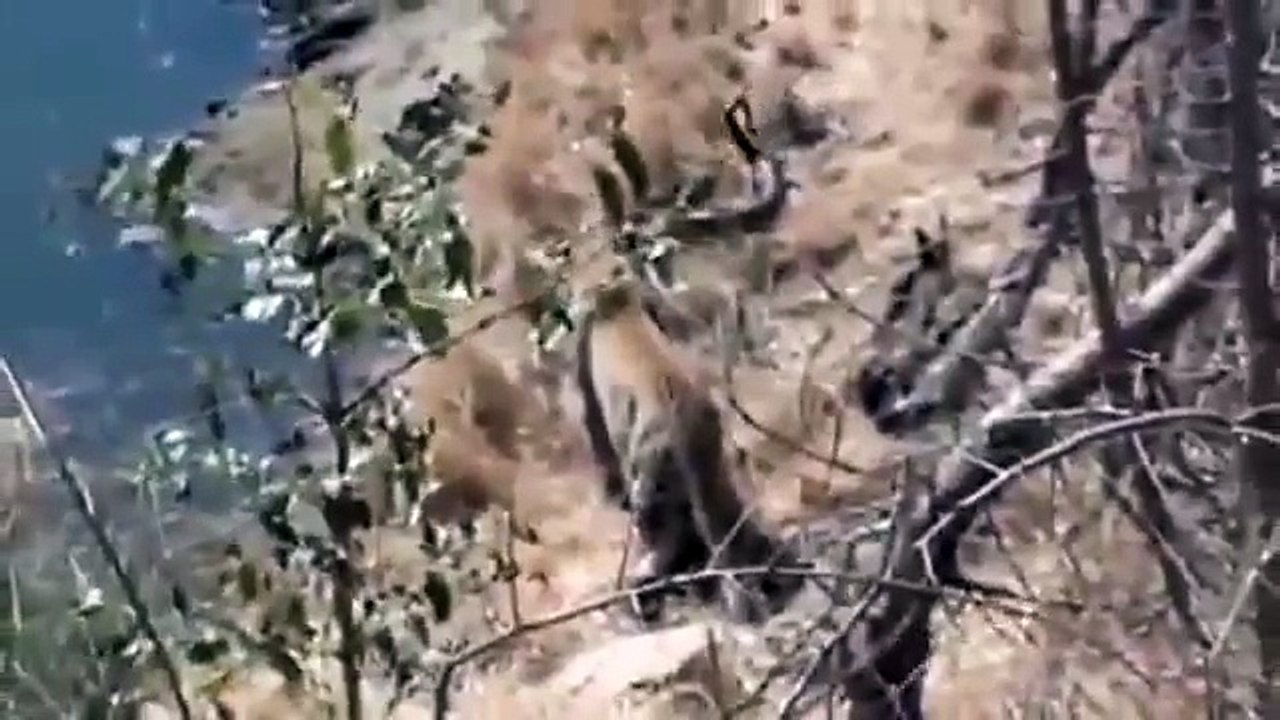 Animal Planet, Animal Planet Leopard vs Python Fight To Dead