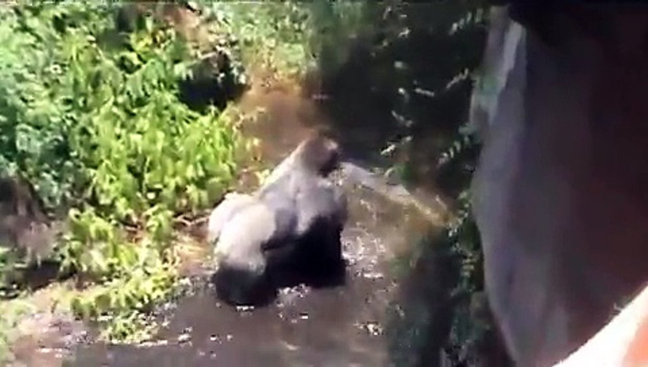 Gorilla Fight at Animal Kingdom