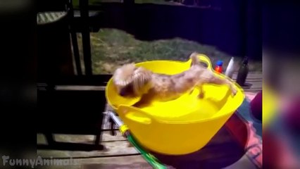Dogs just don't want to bath - Funny Dog Bathing Compilation