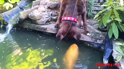 Dog and Fish kisses lovely moment of summer