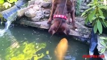 Dog and Fish kisses lovely moment of summer