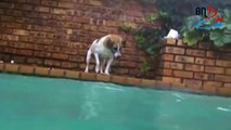 Dog catches fish .. dives to to bottom of  pool, the deep end, catching catfish